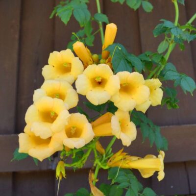 Yellow Trumpet Creeper Garden Plant