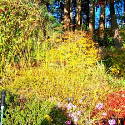 Yellow Twig Dogwood Garden Plant