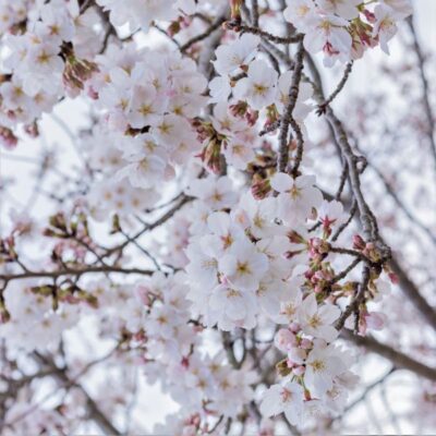 Yoshino Weeping Cherry Tree Garden Plant