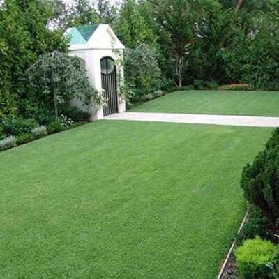 Zenith Zoysia Grass Plugs Garden Plant