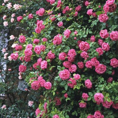 Zephirine Drouhin Climbing Rose Garden Plant