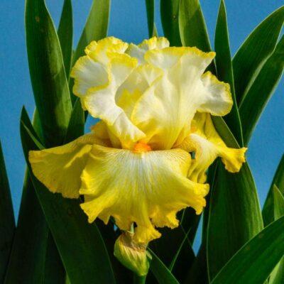 Zesting Lemons Tall Bearded Iris Garden Plant