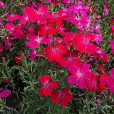 Zing Rose Dianthus Garden Plant