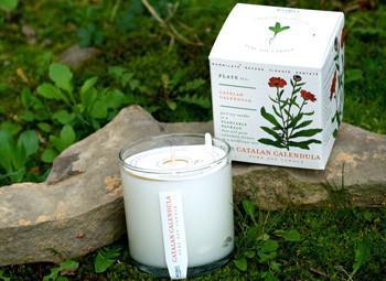 Catalan Calendula Soy Candle design by Kobo Candles